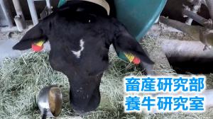 搾乳牛に対する竹の給与方法
