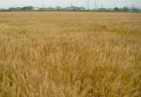 小麦の品種「きぬあかり」
