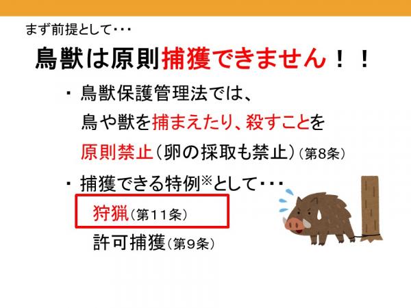 鳥獣は原則捕獲できません！