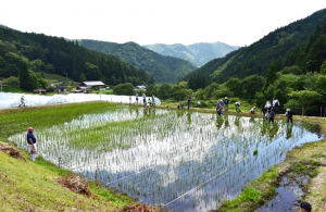 田んぼオーナー