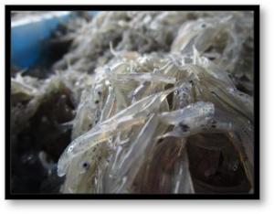 岬水産