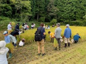 赤とんぼ米　稲刈り体験の様子