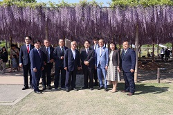 250427尾張津島藤まつり