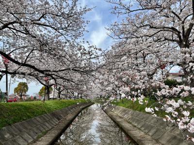 桜と農業用排水路