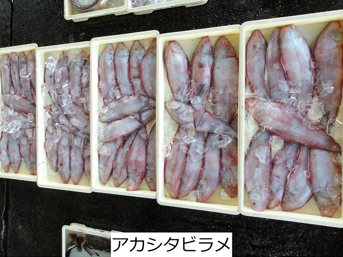 アカシタビラメ