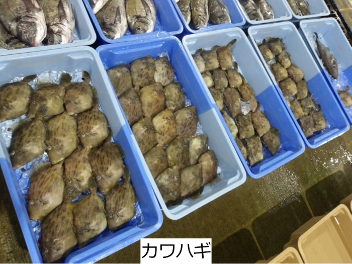カワハギ
