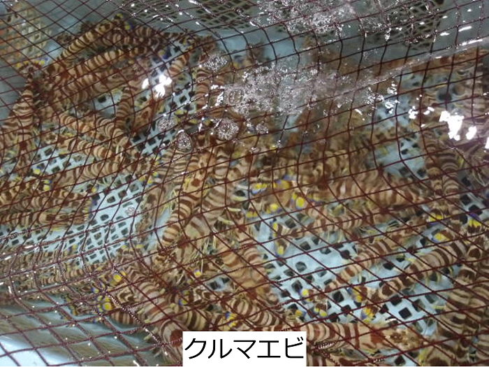 クルマエビ
