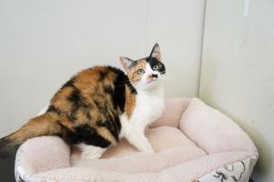 成猫