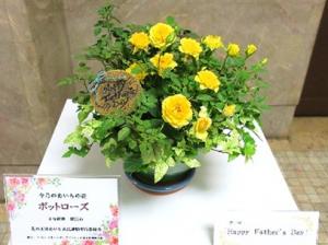「今月のあいちの花」の展示