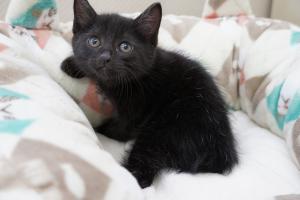 子猫