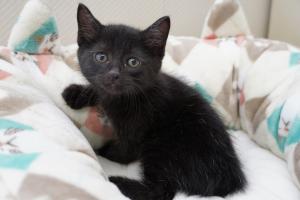 子猫