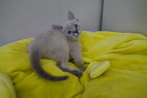 子猫