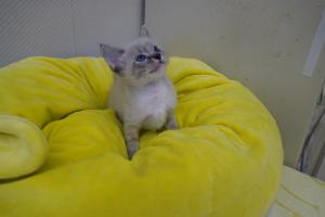 子猫