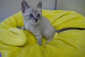 子猫