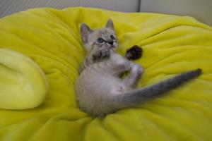 子猫