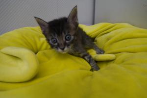 子猫