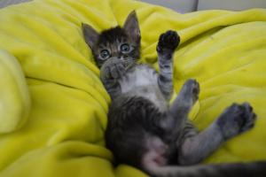 子猫