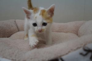 子猫