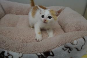 子猫