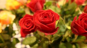 今月の愛知の花（バラ）