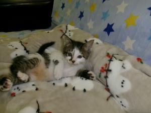 ねこ