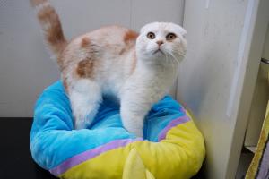 成猫
