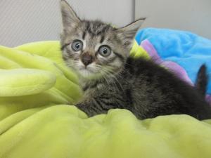 子猫