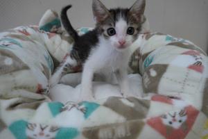 子猫
