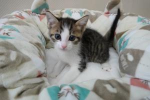 子猫