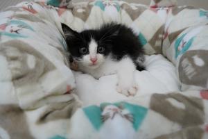 子猫