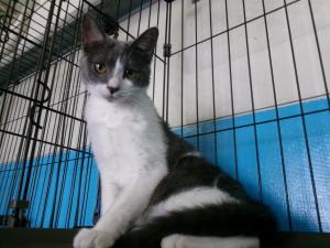 猫