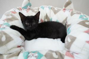 子猫