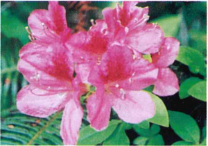 ヤマツツジ写真