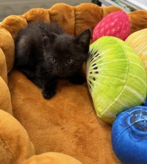 くろこわがり