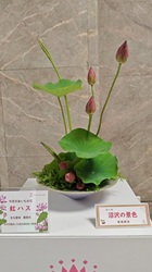 +あいちの花「紅ハス」