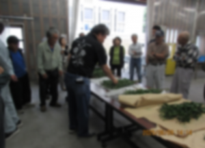 作業台に並べられた小ギクの出荷規格を確認する組合員