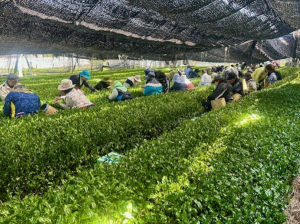 参加した組合員が集まり茶摘みをする様子