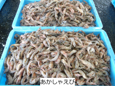 あかしゃえび
