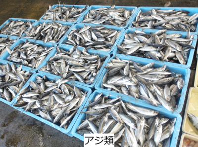 アジ類