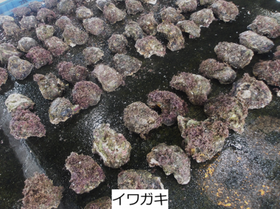 イワガキ