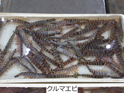クルマエビ