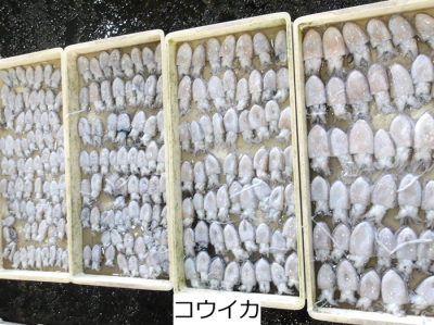 コウイカ