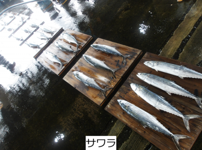 サワラ
