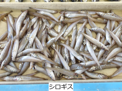 シロギス