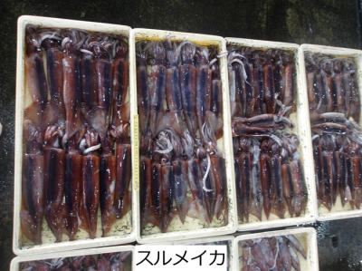 スルメイカ