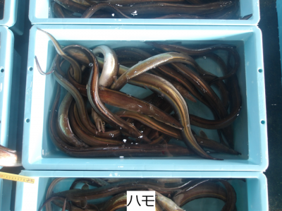 ハモ