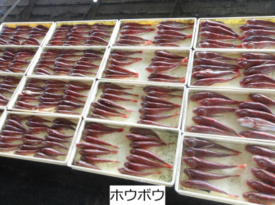 ホウボウ