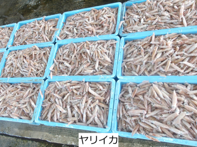 ヤリイカ