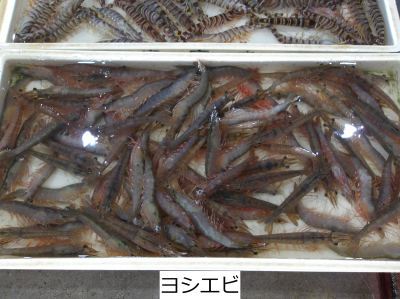 ヨシエビ