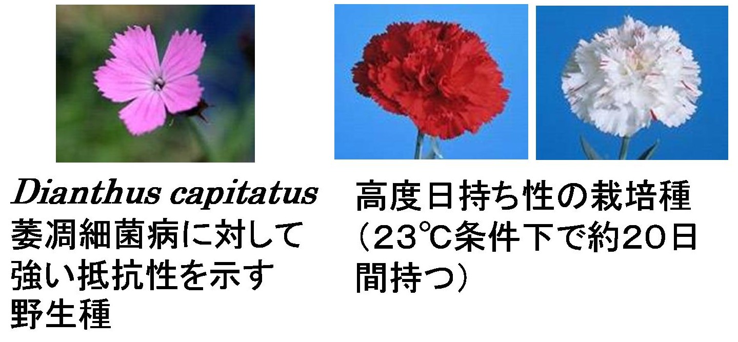 交配親(萎凋細菌病抵抗性、高度花持ち性)